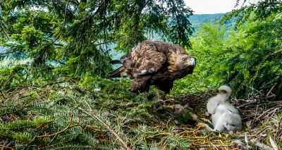 Artificial eyries built for golden eagles